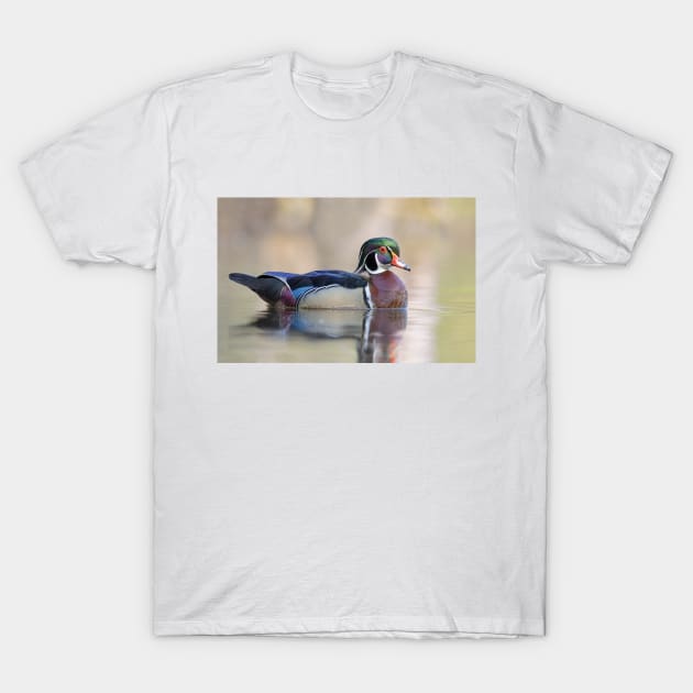 Wood duck in spring T-Shirt by Jim Cumming